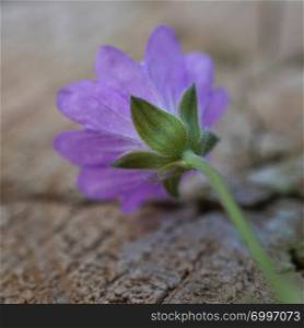 romantic purple flower in the garden