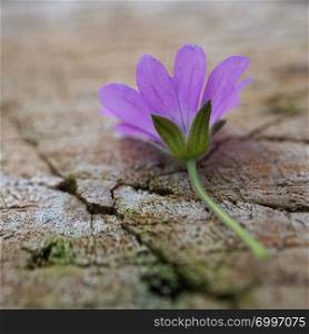 romantic purple flower in the nature