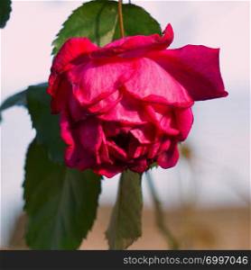 romantic red rose flower