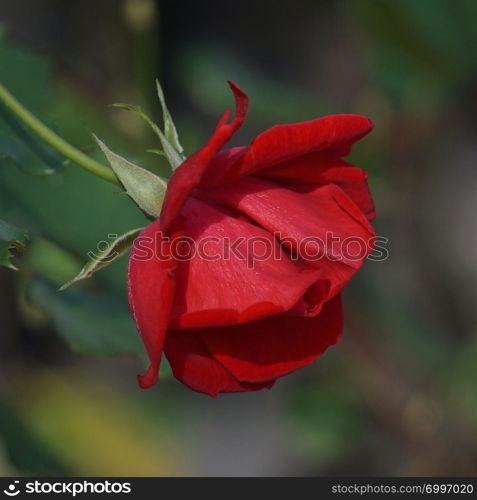 romantic red rose flower in the garden