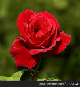 romantic red rose flower in the garden