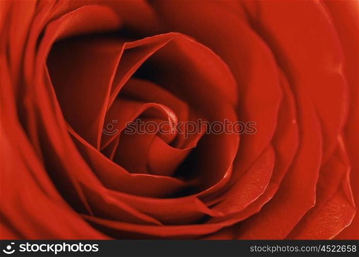 Romantic Red Rose Inside Abstract