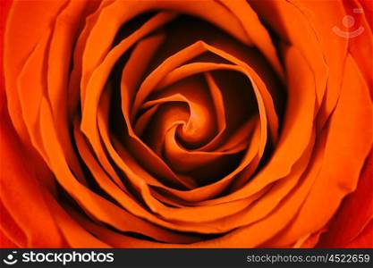 Romantic Red Rose Inside Abstract