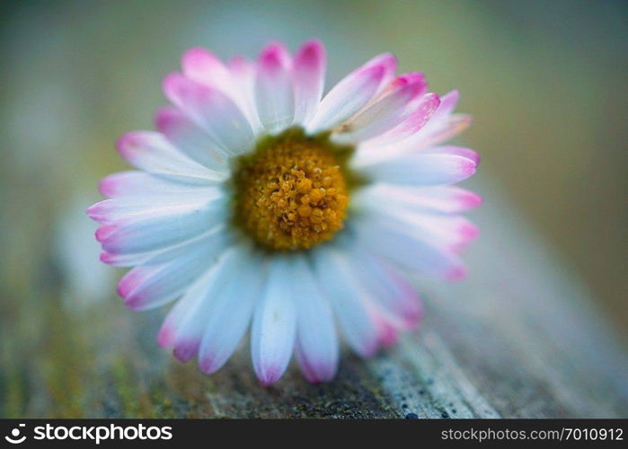 romantic white daisy flower in the garden in the nature
