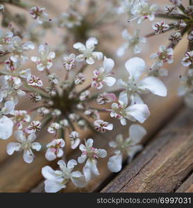 romantic white flower in the nature