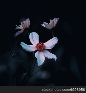 romantic white flowers in the garden