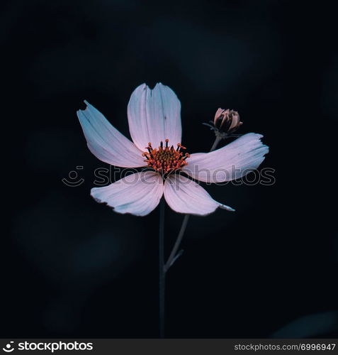 romantic white flowers plant in the garden