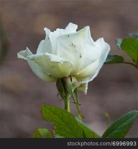 romantic white rose flower in the garden