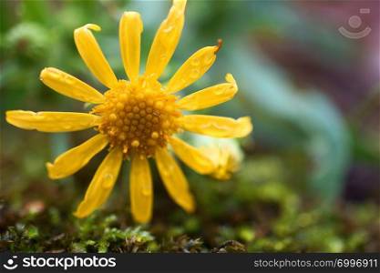 romantic yellow flower in the garden
