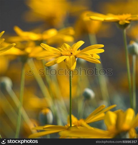 romantic yellow flower plant