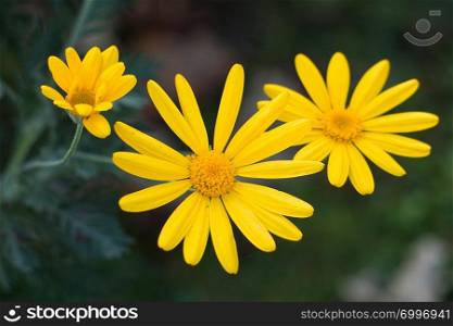 romantic yellow flower plant