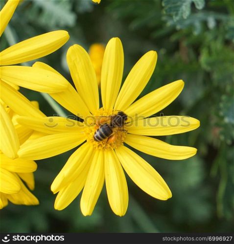 romantic yellow flower plant in the nature