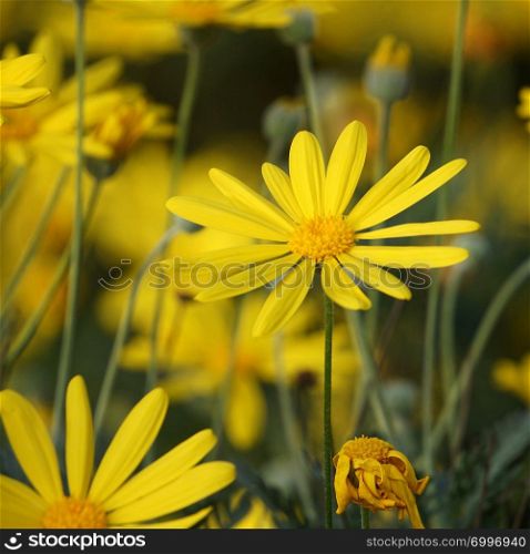romantic yellow flowers in the garden