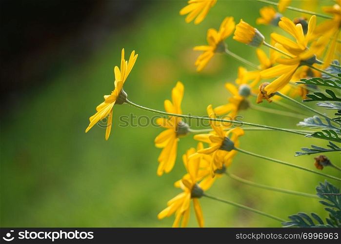 romantic yellow flowers in the nature