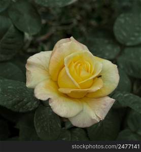   romantic yellow rose flower for valentine s day