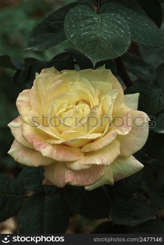                                romantic yellow rose flower for valentine s day