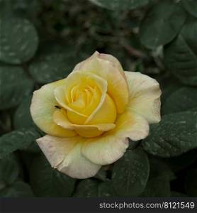  romantic yellow rose flower for valentine s day 
