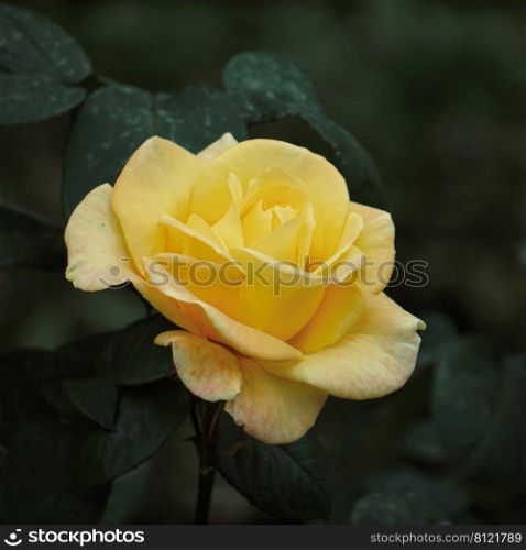 romantic yellow rose flower for valentine s day