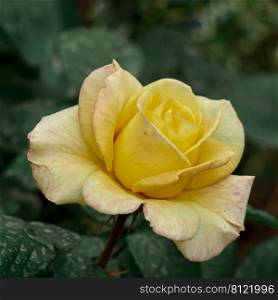                               romantic yellow rose flower for valentine s day 