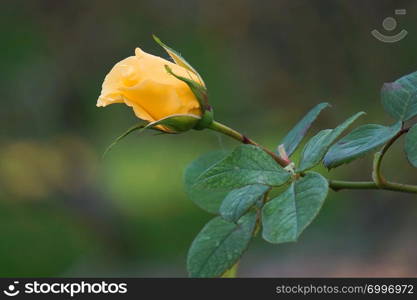 romantic yellow rose flower plant in the garden