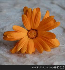 romatic orange flower plant in the garden