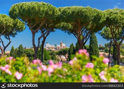 Rome Rose Garden, Italy. Altare della Patria as seen from Rome Rose Garden in the sunny day with roses and Stone pine trees in the foreground, Rome, Italy