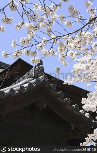 Roof and Cherry tree