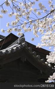 Roof and Cherry tree