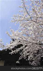 Roof and Cherry tree