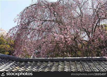 Roof and Weeping cherry tree