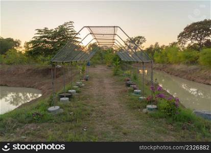Roof of garden plant industry farm in agriculture concept with paddy rice field. Hydroponic natural food. Crops. Nature landscape background.