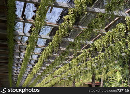 roof plant in garden