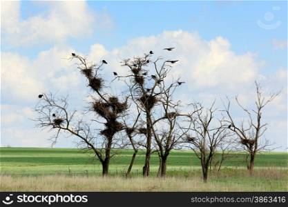 Rooks sit in the trees in the steppe, Rostov region, Russia.&#xA;