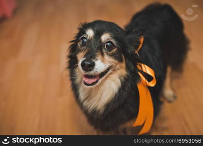 Room dog with an orange bow.. Small doggie 1915.