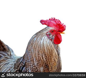 Rooster&acute;s head isolated on white with clipping path