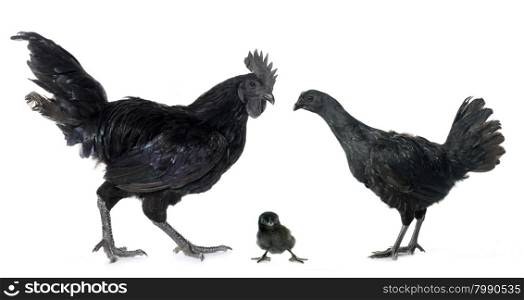 rooster and chicken ayam cemani in front of white background