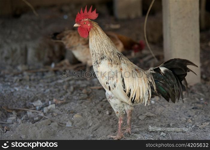 Rooster at a farm, Chiang Dao, Chiang Mai Province, Thailand