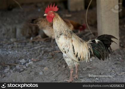 Rooster at a farm, Chiang Dao, Chiang Mai Province, Thailand