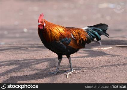 Rooster bantam crows chicken colorful red on field natural background / Bantam cock asia