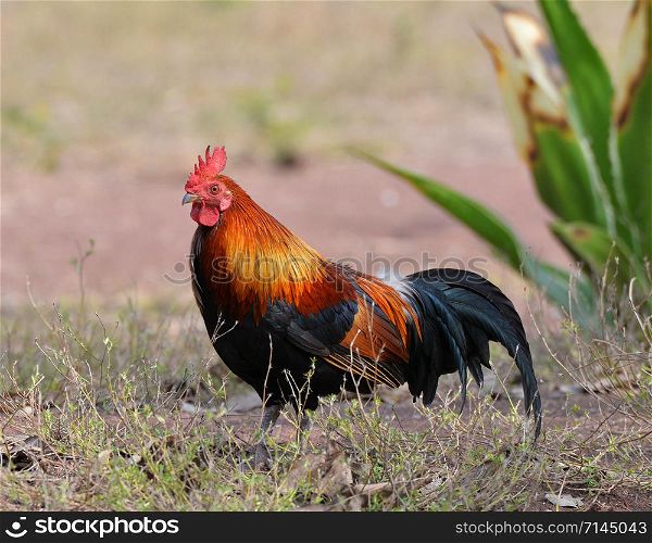 Rooster bantam crows chicken colorful red on field natural background / Bantam cock asia