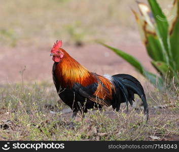 Rooster bantam crows chicken colorful red on field natural background / Bantam cock asia