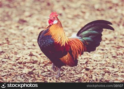 Rooster. Cock in Vintage style