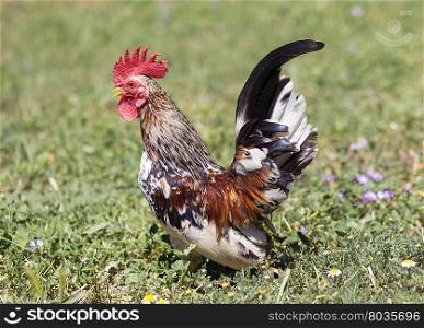 rooster colorful serama walking in a garden
