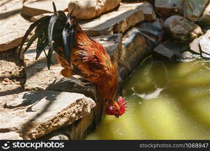 Rooster drinks water from the pond. Rooster drinks water