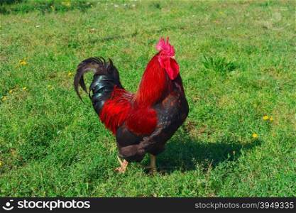 Rooster in grass on traditional free range poultry farm. Rooster in grass