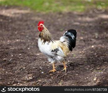 rooster on nature background