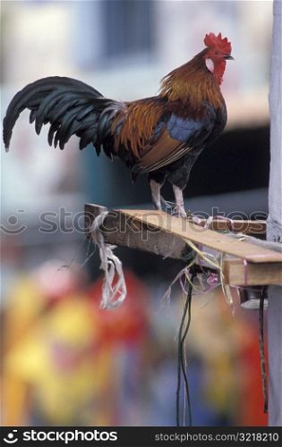 Rooster Standing on Wood