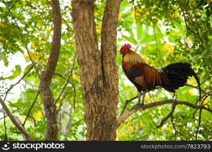 Roosters have a wide range of colors are black, red, gray, white and brown one.