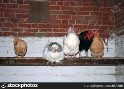 Roosting chickens on their perch