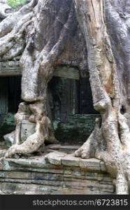 Root and windows, Angkor, Cambodia